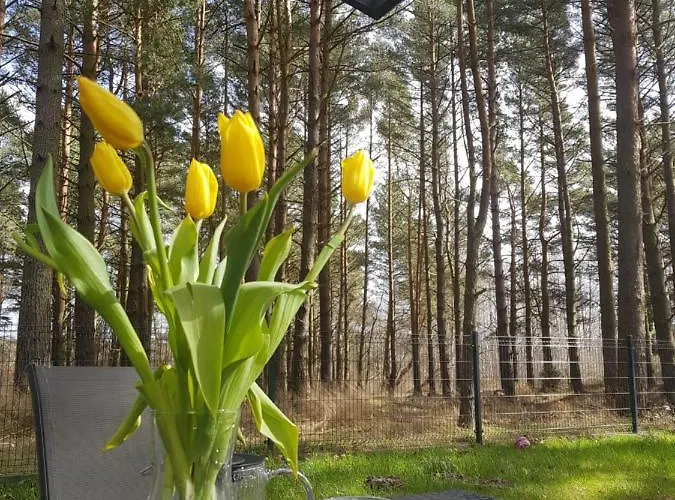 Morzelasu Jastrzebia Gora